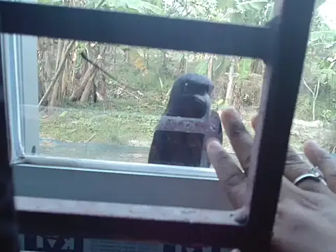 Unlucky-flowers online show from 03/15/26, 07:36