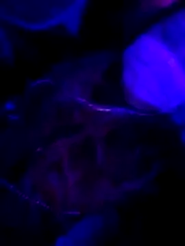 Hotpussy3ox online show from 02/01/26, 11:03