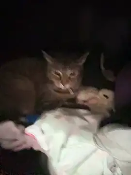 ThicBunz online show from 01/14/26, 11:42