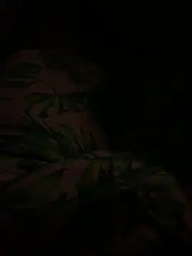 smithrosinha online show from 02/11/25, 04:44