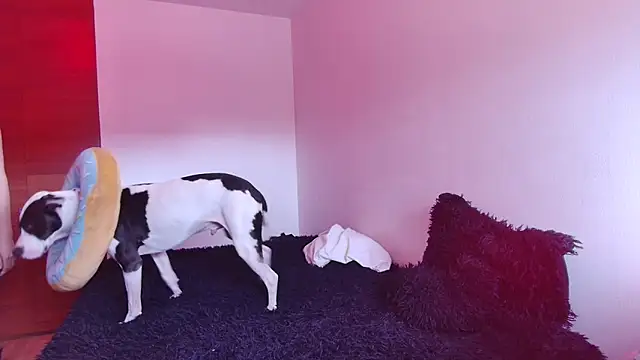 bellatrix25 online show from 01/30/25, 06:10