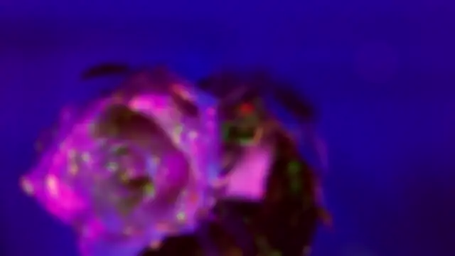 HeyBananas online show from 01/18/26, 07:28