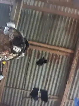 Reynold2608 online show from 12/22/25, 08:50