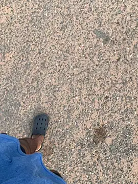 Black mamba madingo online show from 01/30/25, 08:11