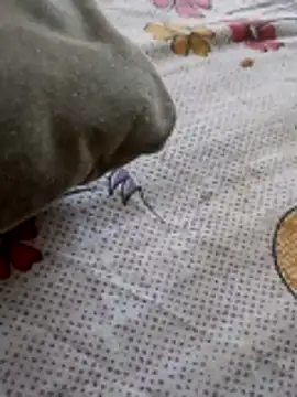 Punjabi beauty123 online show from 02/08/26, 12:30