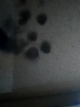 Leocesar37 online show from 11/25/25, 05:57