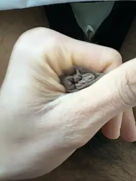 Snapshot of raju120011 chatting on 02/26/25, 04:35 raju120011 online show from 02/26/25, 04:35