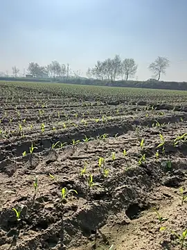 Snapshot of poision51 chatting on 03/08/25, 04:12 poision51 online show from 03/08/25, 04:12