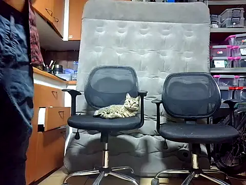 GaseMabe online show from 12/02/24, 12:19