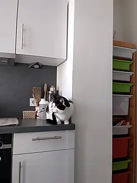 Snapshot of TerrasWildlife chatting on 03/22/25, 09:02 TerrasWildlife online show from 03/22/25, 09:02