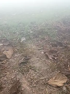 imissyoumylove14 online show from 01/17/26, 01:32