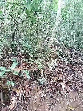 Danna-linyi online show from 03/01/25, 08:10