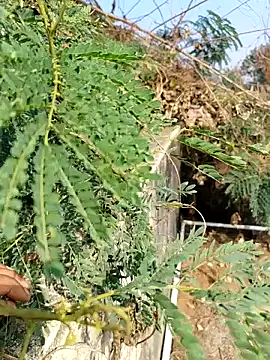 sweet suman online show from 12/03/25, 04:53