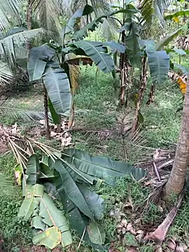 Snapshot of TeenLk chatting on 12/05/25, 04:54 TeenLk online show from 12/05/25, 04:54