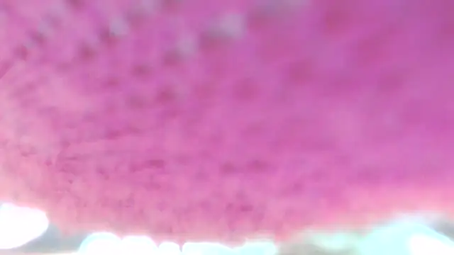 Sweetieanalxxx online show from 04/05/26, 12:30