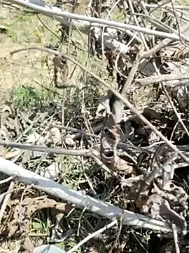 cute1gfbf online show from 03/05/25, 07:05