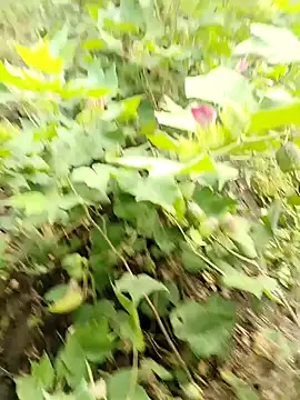 Snapshot of himvilohi08 chatting on 10/16/25, 03:40 himvilohi08 online show from 10/16/25, 03:40