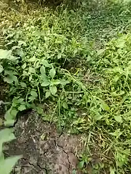 Snapshot of himvilohi08 chatting on 10/19/25, 11:55 himvilohi08 online show from 10/19/25, 11:55