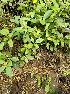 Snapshot of himvilohi08 chatting on 10/20/25, 11:21 himvilohi08 online show from 10/20/25, 11:21