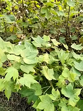 Snapshot of himvilohi08 chatting on 10/23/25, 11:42 himvilohi08 online show from 10/23/25, 11:42