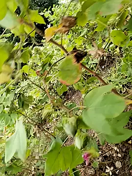 Snapshot of himvilohi08 chatting on 10/24/25, 11:50 himvilohi08 online show from 10/24/25, 11:50