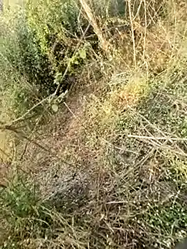 himvilohi08 online show from 02/11/26, 03:11