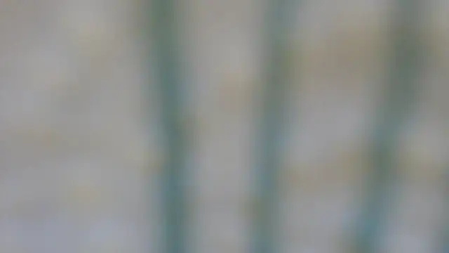 Snapshot of RobertaFox69 chatting on 12/06/24, 04:49 RobertaFox69 online show from 12/06/24, 04:49