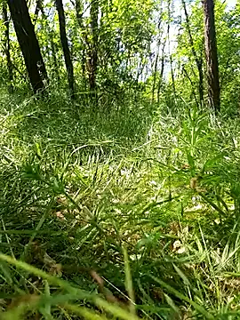 sile47 online show from 05/24/26, 12:10