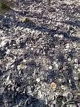 Snapshot of DawidSpandel chatting on 03/16/25, 09:49 DawidSpandel online show from 03/16/25, 09:49