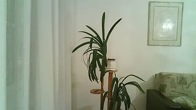 Snapshot of Dartanjanas13 chatting on 11/28/25, 08:11 Dartanjanas13 online show from 11/28/25, 08:11