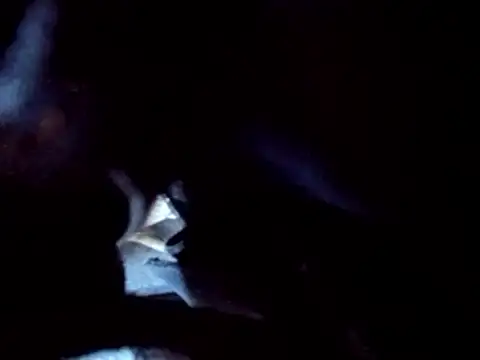 PENTHOUSECEOCLUBHOUSEPRES online show from 11/25/25, 06:41