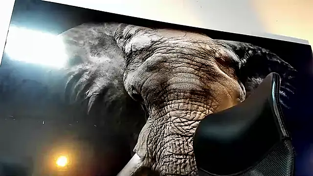 king falconer online show from 11/22/25, 02:32