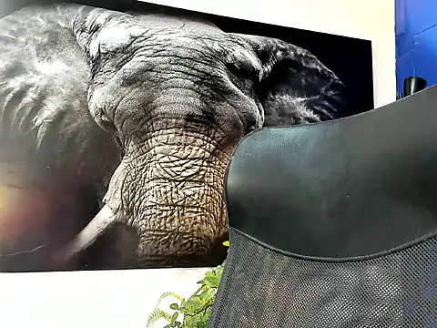 king falconer online show from 11/24/25, 01:38