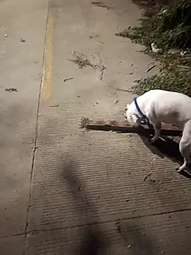 Snapshot of Frank0021 chatting on 12/14/25, 01:33 Frank0021 online show from 12/14/25, 01:33