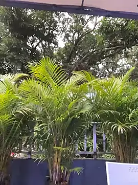 AmberAngelXXX online show from 11/24/25, 10:31