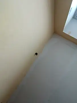 dream32222 online show from 10/30/25, 12:39