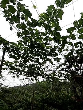 ngan-cute online show from 04/30/26, 07:47