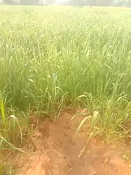 Susila ji online show from 01/18/26, 03:54