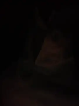 Halyy xx online show from 03/04/26, 01:28