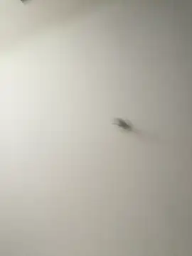 Dania Oconor online show from 01/06/26, 10:23