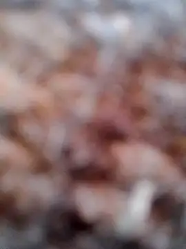 Rs sonam online show from 02/06/26, 02:49