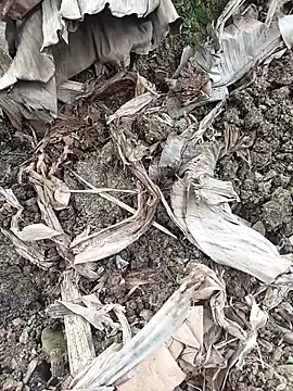 Snapshot of Sikici0734 chatting on 02/03/26, 06:40 Sikici0734 online show from 02/03/26, 06:40