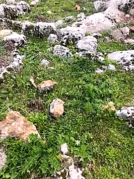 Sert erkek21 ysm online show from 03/26/26, 01:17