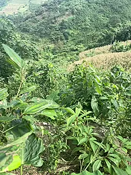 hi-hi-zz online show from 11/14/25, 05:50