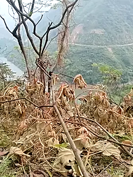 Snapshot of Mising5022 chatting on 12/04/25, 06:55 Mising5022 online show from 12/04/25, 06:55