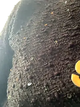 Snapshot of Emily-y chatting on 12/17/25, 03:12 Emily-y online show from 12/17/25, 03:12