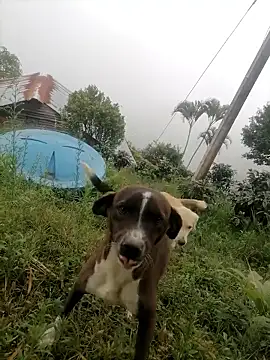 Snapshot of Ckinetor chatting on 01/11/26, 05:29 Ckinetor online show from 01/11/26, 05:29