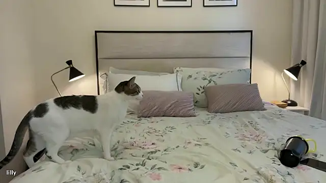 Snapshot of Itslillybloom chatting on 11/14/25, 04:22 Itslillybloom online show from 11/14/25, 04:22