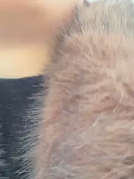 SashaCatt online show from 11/23/25, 06:57