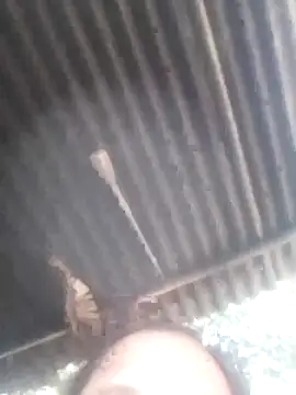 Snapshot of jacka_305 chatting on 01/11/26, 06:51 jacka 305 online show from 01/11/26, 06:51